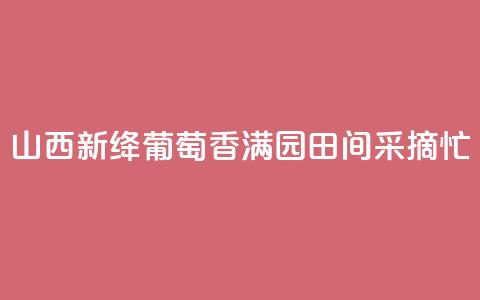 山西新绛:葡萄香满园 田间采摘忙  第1张 山西新绛:葡萄香满园 田间采摘忙  第1张