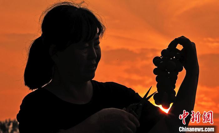 山西新绛:葡萄香满园 田间采摘忙  第2张 山西新绛:葡萄香满园 田间采摘忙  第2张