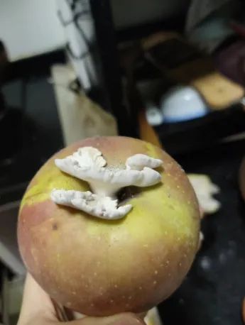 苹果上长出的蘑菇“果菌王”已经吃上了 炖蛋是目前最美味的做法~  第2张