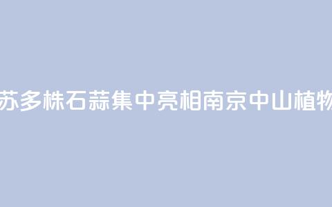 江苏:2000多株石蒜集中亮相南京中山植物园  第1张 江苏:2000多株石蒜集中亮相南京中山植物园  第1张