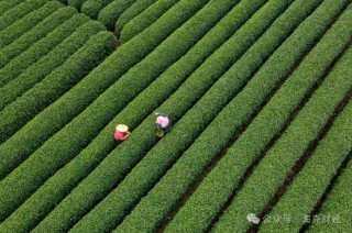 新茶饮还能卷什么?