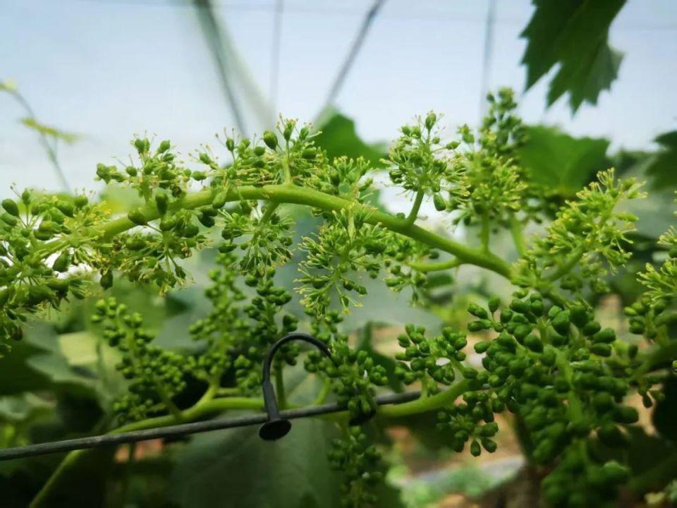 陕西大旱：保不住的果，浇不了的小麦  第1张