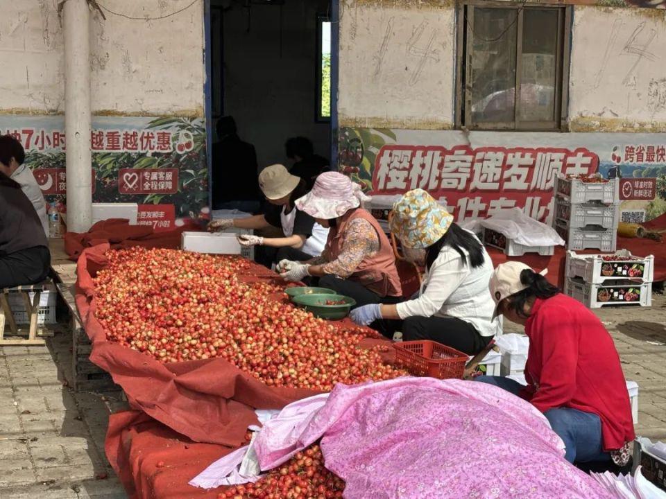 陕西大旱：保不住的果	，浇不了的小麦  第6张