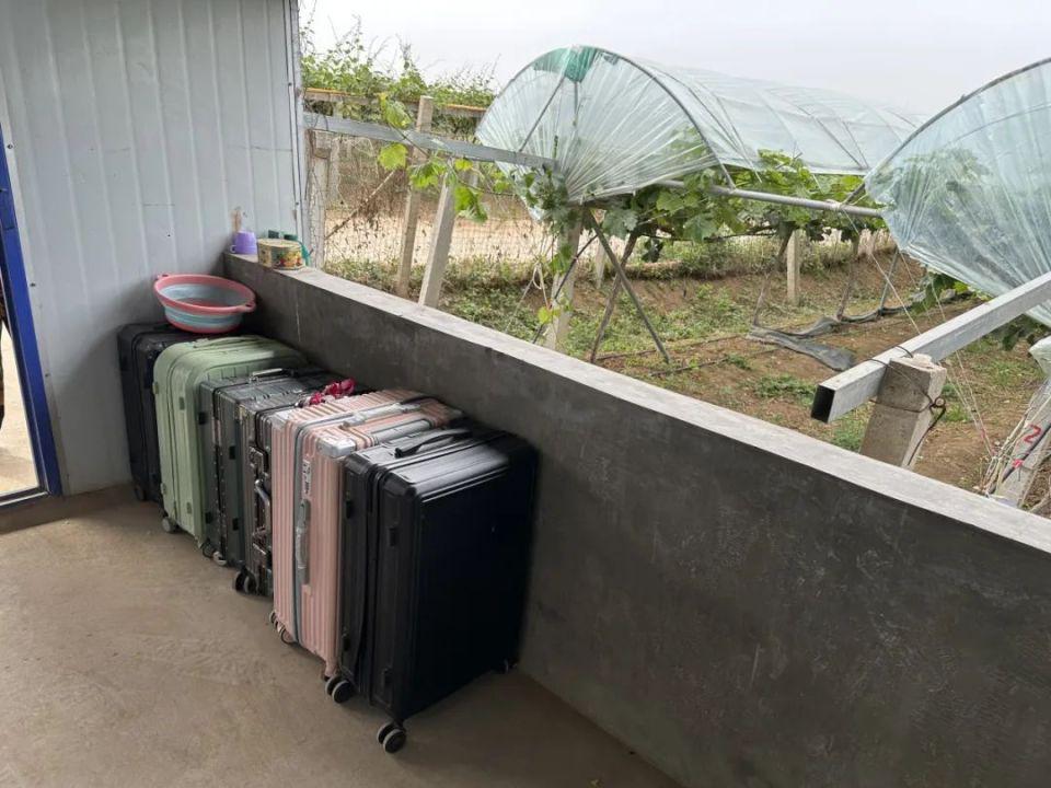 陕西大旱：保不住的果，浇不了的小麦  第7张
