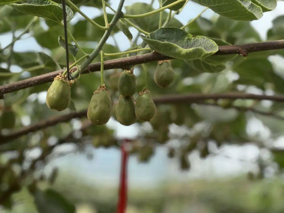 陕西大旱：保不住的果，浇不了的小麦  第5张