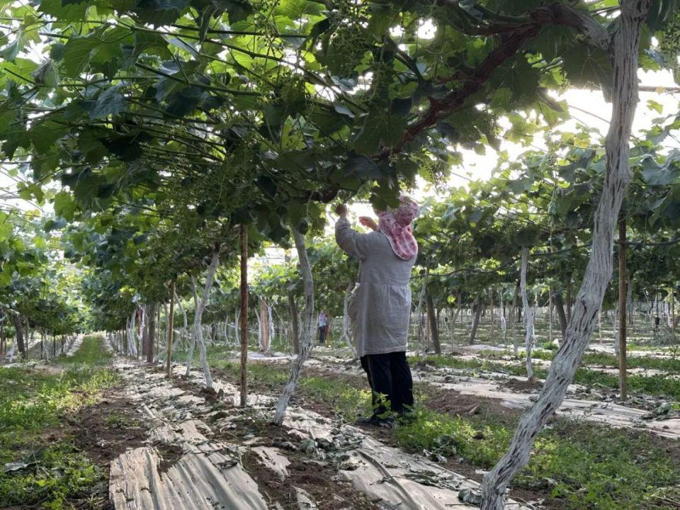 陕西大旱：保不住的果，浇不了的小麦  第9张