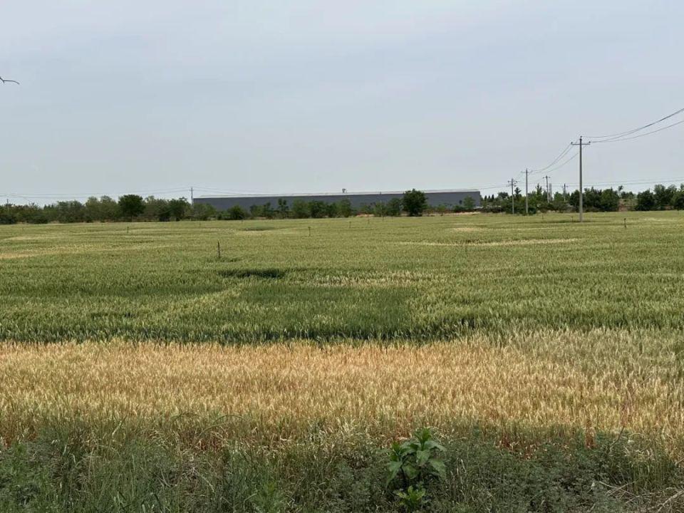 陕西大旱：保不住的果，浇不了的小麦  第16张