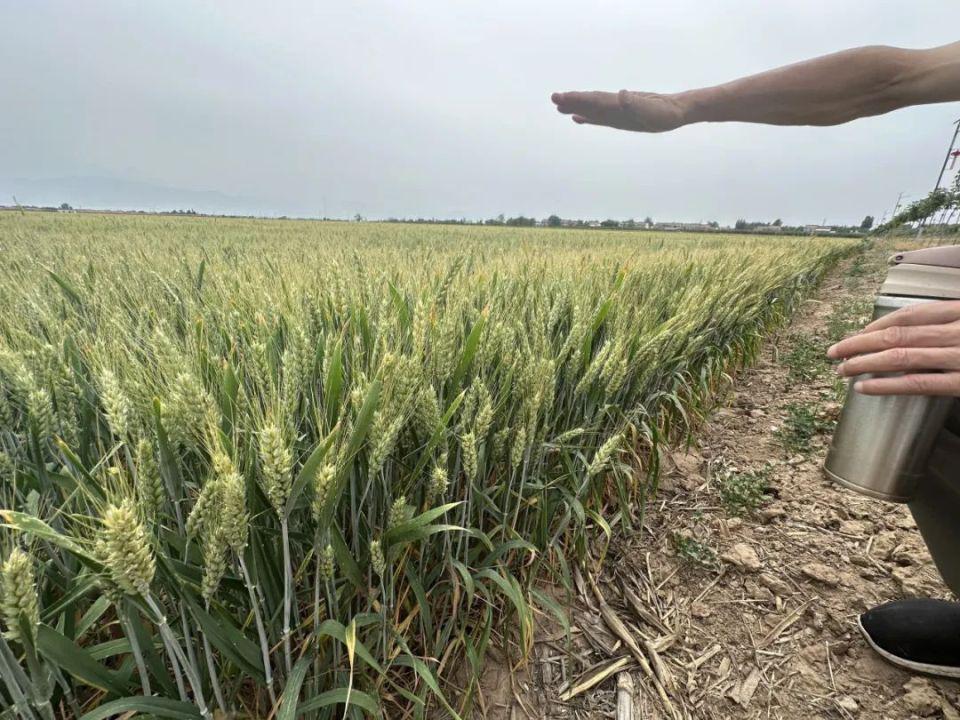 陕西大旱：保不住的果	，浇不了的小麦  第18张
