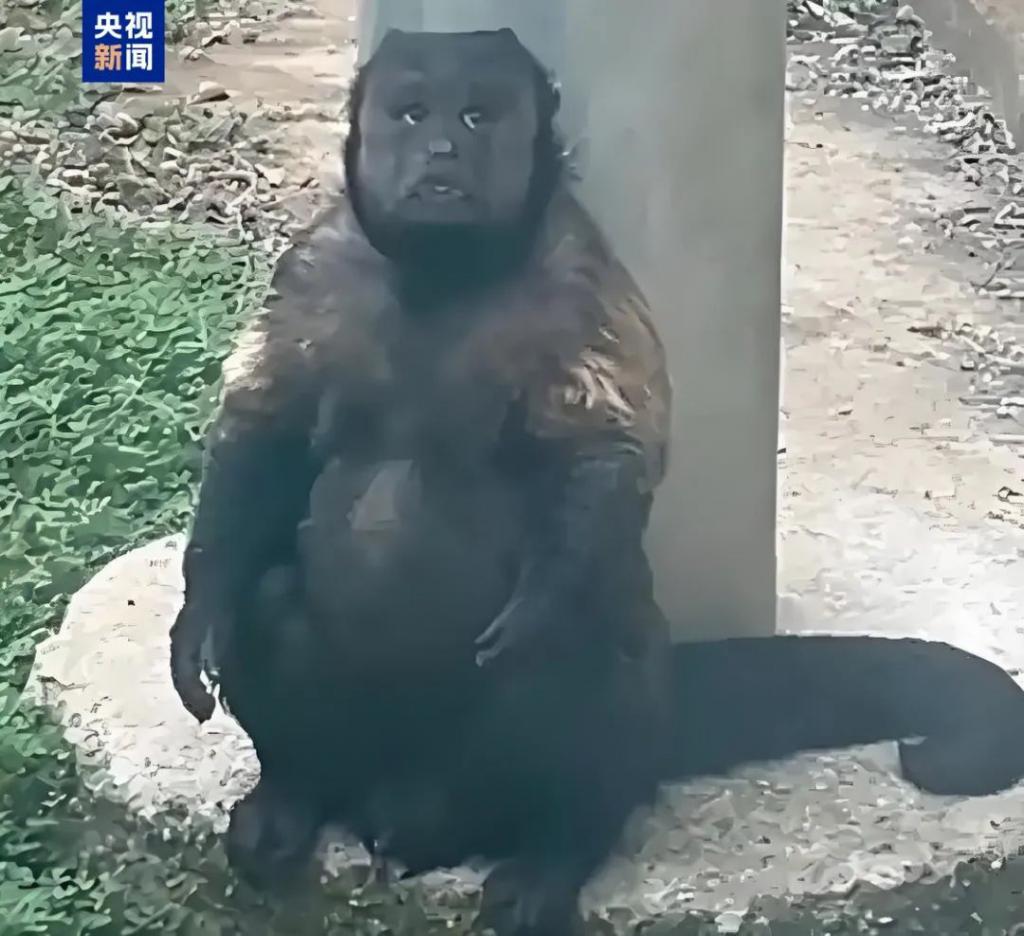 合肥通报：网红方脸猴“大壮”因病死亡  第1张