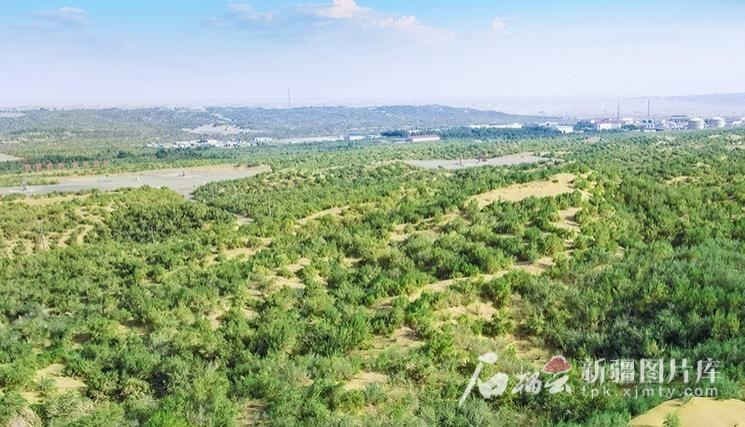 大国工程看新疆·天山观察丨阳光“养绿”首条零碳沙漠公路  第3张