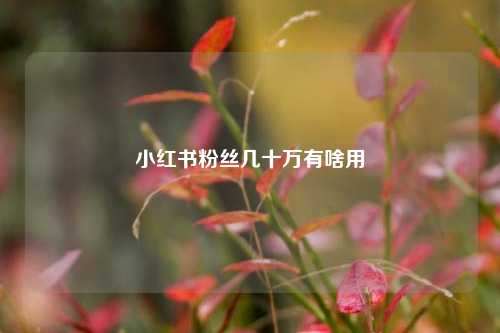 小红书粉丝几十万有啥用  第1张