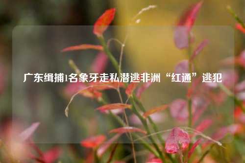 广东缉捕1名象牙走私潜逃非洲“红通”逃犯  第1张