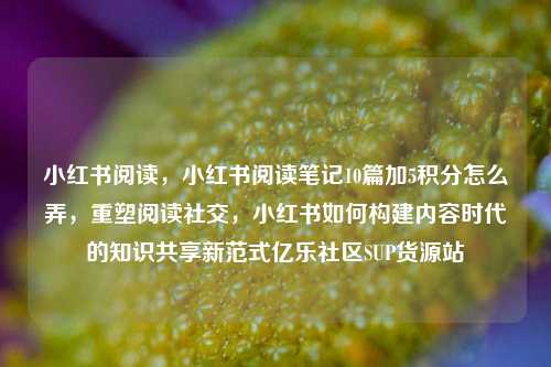 小红书阅读	，小红书阅读笔记10篇加5积分怎么弄，重塑阅读社交，小红书如何构建内容时代的知识共享新范式亿乐社区SUP货源站  第1张